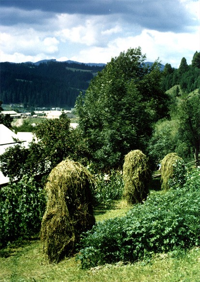 Image - Carpathian foothills landscape in Bukovyna.